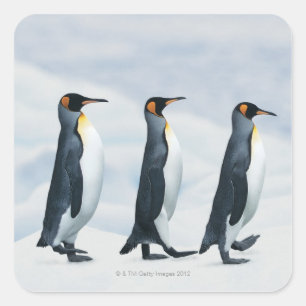 King Penguins walking in single file Square Sticker