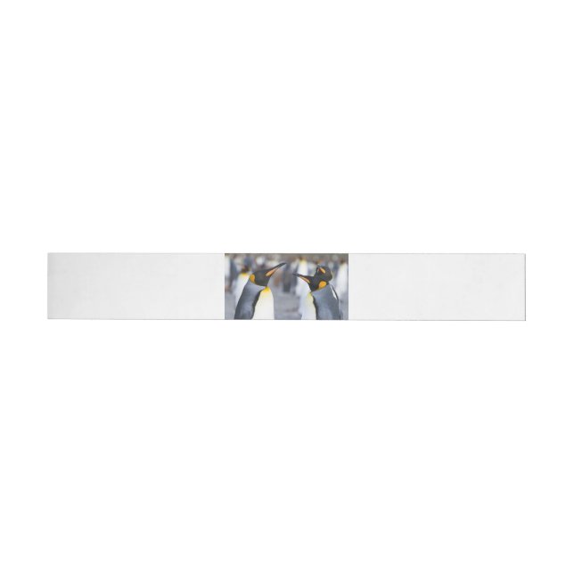 King Penguins Wrap Around Label (Individual)