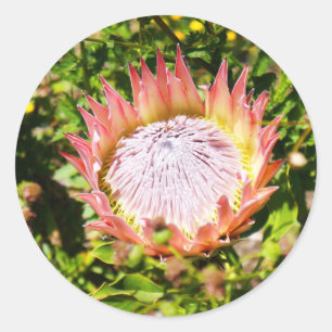 King Protea #2 Stickers