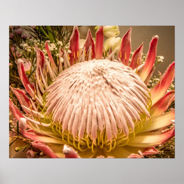 King Protea of South Africa Poster (Front)
