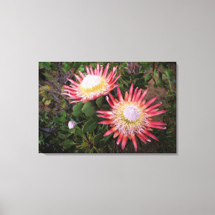 King Protea (Protea Cynaroides), Helderberg Canvas Print