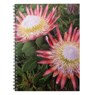 King Protea (Protea Cynaroides), Helderberg Notebook