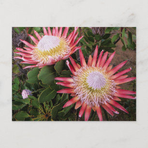 King Protea (Protea Cynaroides), Helderberg Postcard