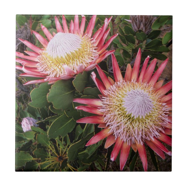 King Protea (Protea Cynaroides), Helderberg Tile (Front)