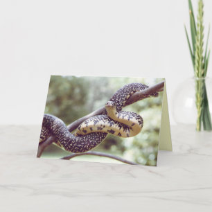 King Snake Card
