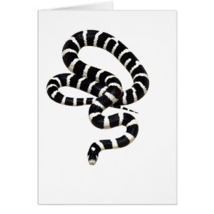 King Snake from Junglewalk.com
