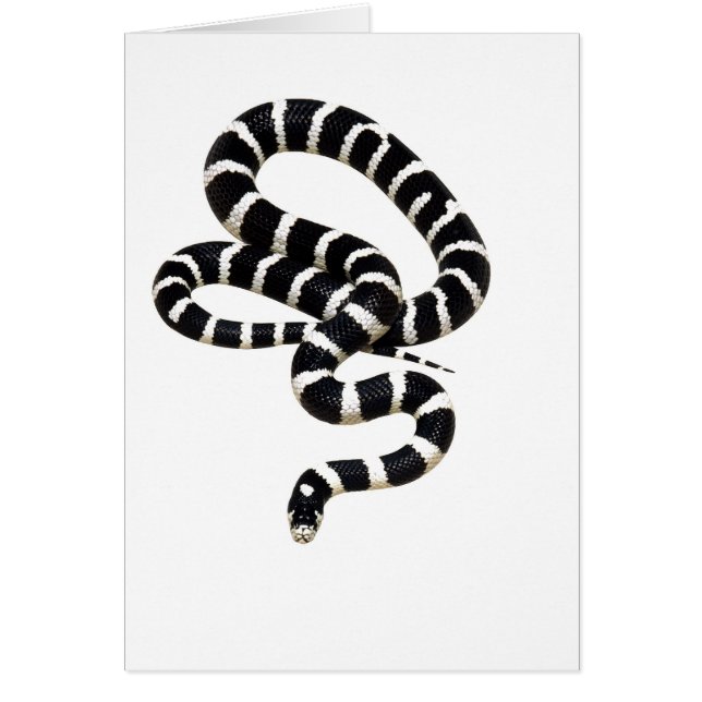 King Snake from Junglewalk.com (Front)