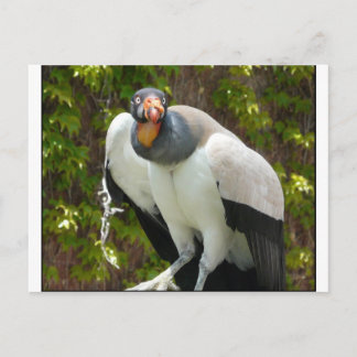 king vulture postcard