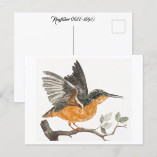 Kingfisher (1688-1698) by Johan Teyler (1648-1709) Postcard