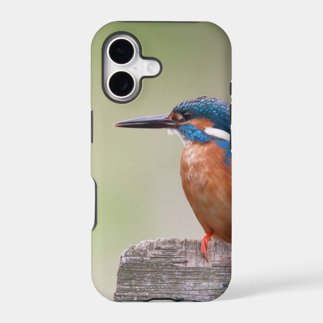 Kingfisher bird. (Back)