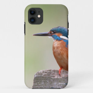 Kingfisher bird. iPhone 11 case