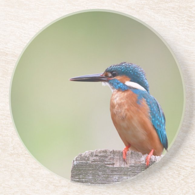 Kingfisher bird. coaster (Front)