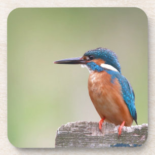 Kingfisher bird. coaster
