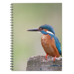 Kingfisher bird. notebook