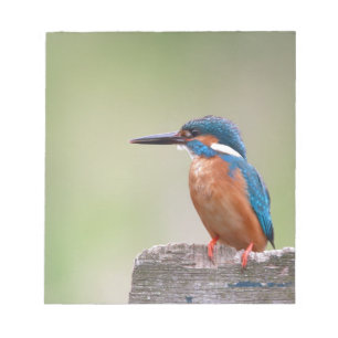 Kingfisher bird. notepad