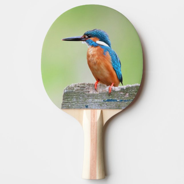 Kingfisher bird ping pong paddle (Front)