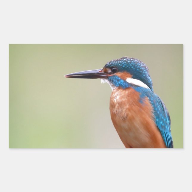 Kingfisher bird. sticker (Front)