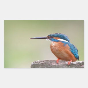 Kingfisher bird. sticker