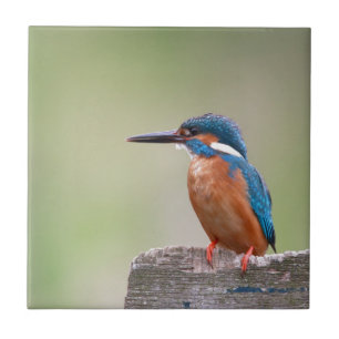 Kingfisher bird. tile