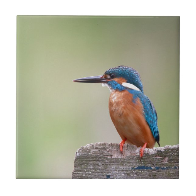 Kingfisher bird. tile (Front)