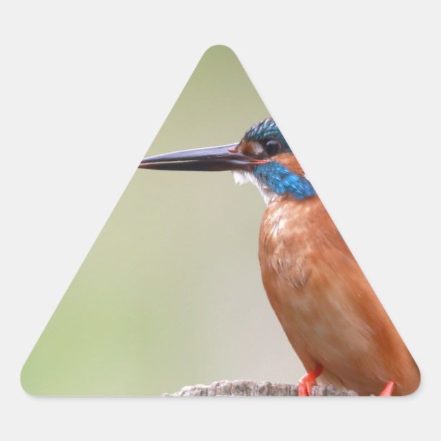 Kingfisher bird. triangle sticker (Front)
