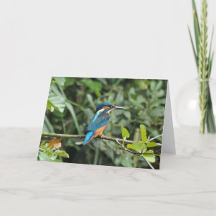 Kingfisher blank greeting card