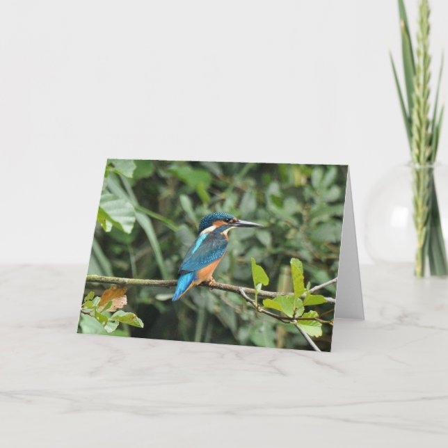 Kingfisher blank greeting card (Front)