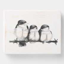 Kingfisher Chicks