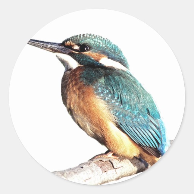 "Kingfisher" Classic Round Sticker (Front)