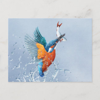 Kingfisher flying out of the water postcard