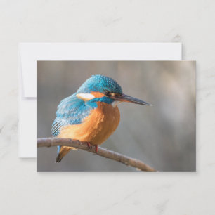 Kingfisher Nature Photo Card