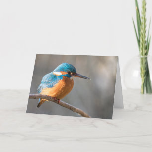 Kingfisher Nature Photo Card