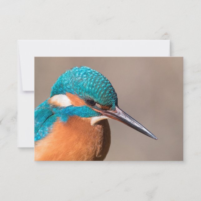 Kingfisher Nature Photo Card (Front)