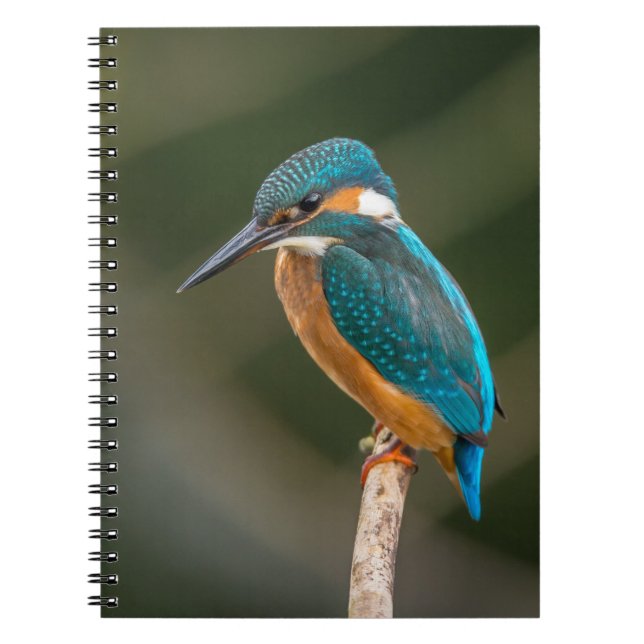 KIngfisher Notebook (Front)