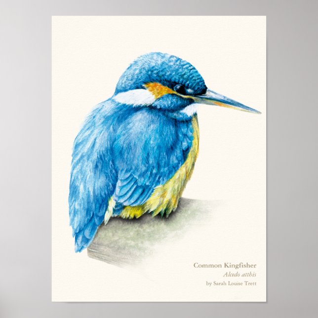 Kingfisher Ornithology portrait fine art print (Front)