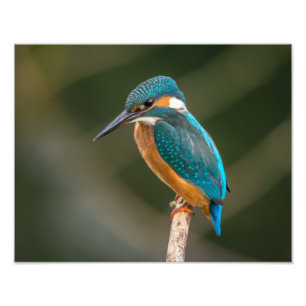 KIngfisher Photo Print