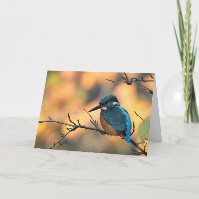 Kingfisher picture. card (Front)