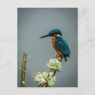 Kingfisher Postcard