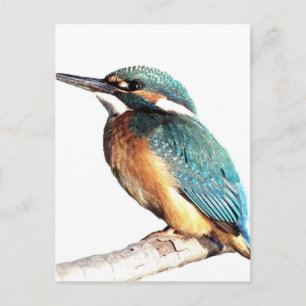 "Kingfisher" Postcard