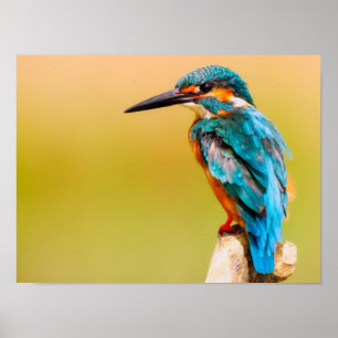 Kingfisher Poster