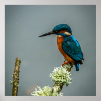 Kingfisher Poster/Print