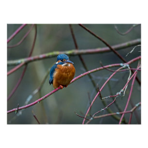 Kingfisher sitting on a branch poster