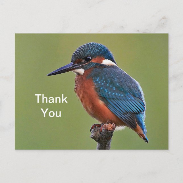 Kingfisher Thank You Postcard (Front)