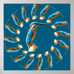 Kingfishers Circle Poster