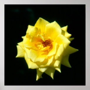 King's Ransom, hybrid tea rose Poster