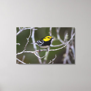 Kinney County, Texas. Golden-cheeked Warbler Canvas Print