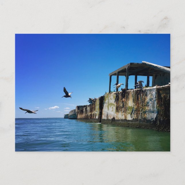 kiptopeke concrete ships and seagulls postcard (Front)