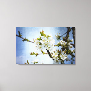 Kirschblüte Canvas Print
