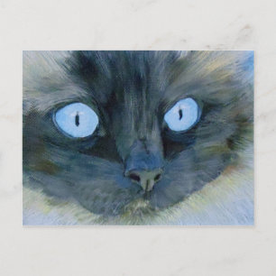Kismet the Ragdoll Cat Postcard