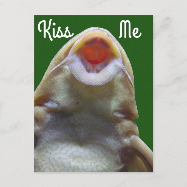 Kiss Me Fish Postcard (Front)